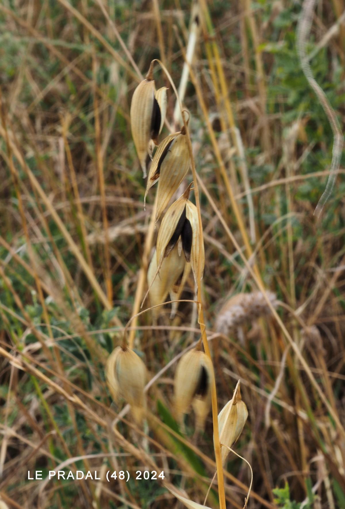 Oat, Common fruit